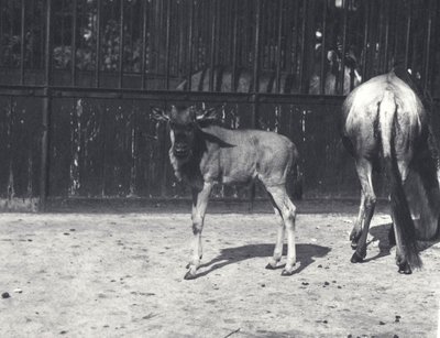 Gnu o gnu e giovane allo zoo di Londra, agosto 1917 da Frederick William Bond
